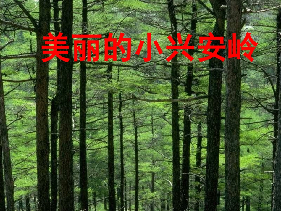 《美丽的小兴安岭》课件 (3)_第1页