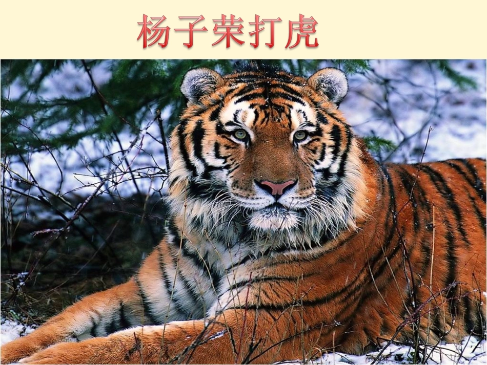 《杨子荣打虎》教学课件（简要参考）_第1页