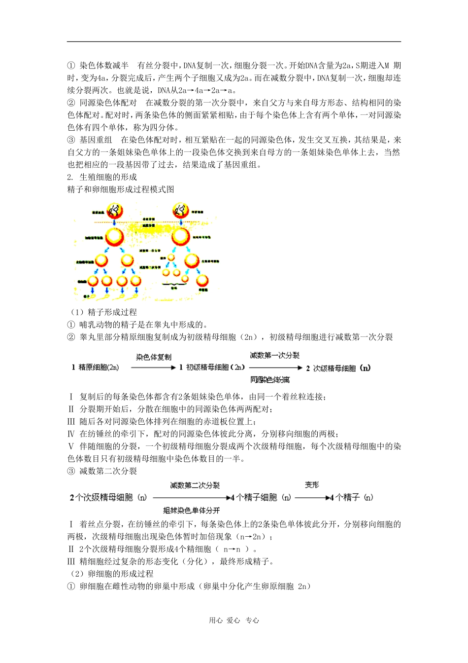 高中生物：2.1《减数分裂》学案（苏教版必修2）_第3页