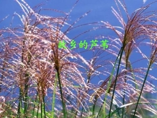 《故乡的芦苇》