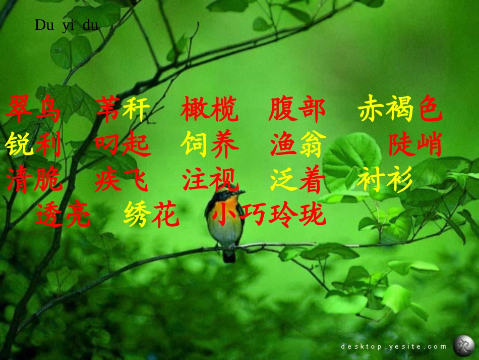 小学三年级语文《翠鸟》课件_第2页