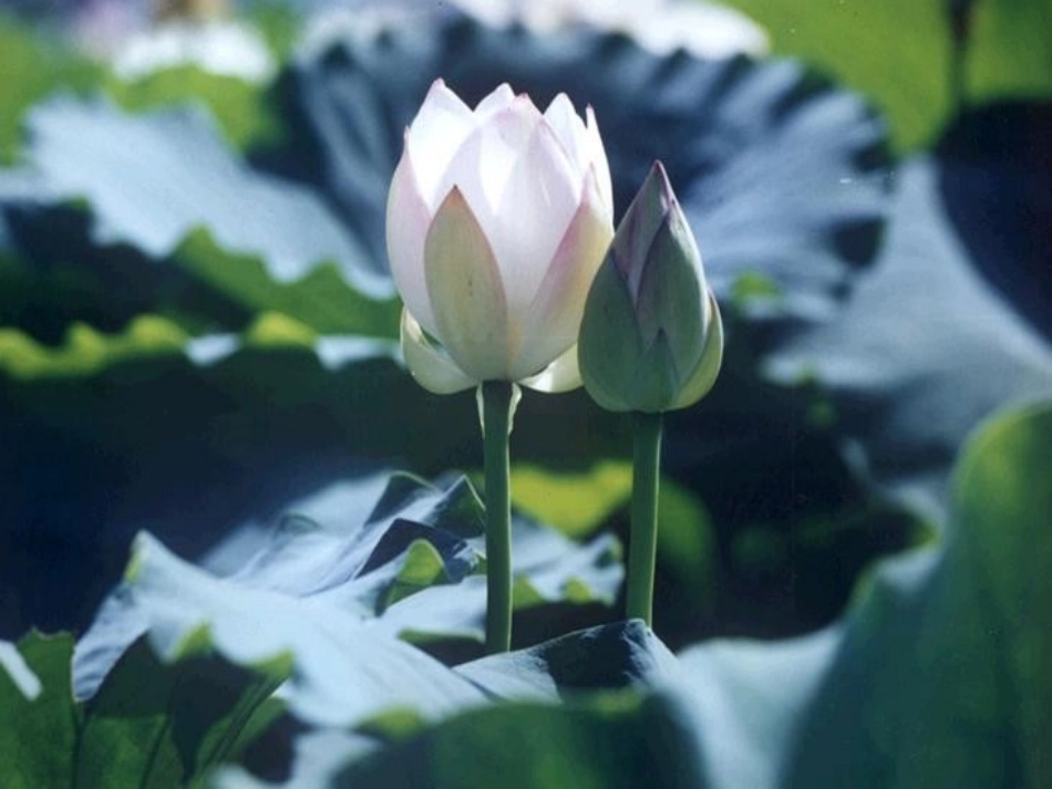 语文荷花课件人教版三年级下_第2页