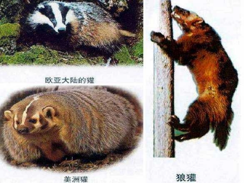 人教版小学语文二年级上册《称赞》PPT课件_第2页