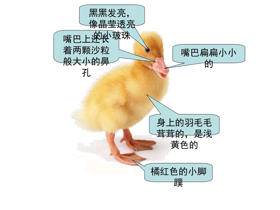 描写小动物的PPT课件_第3页