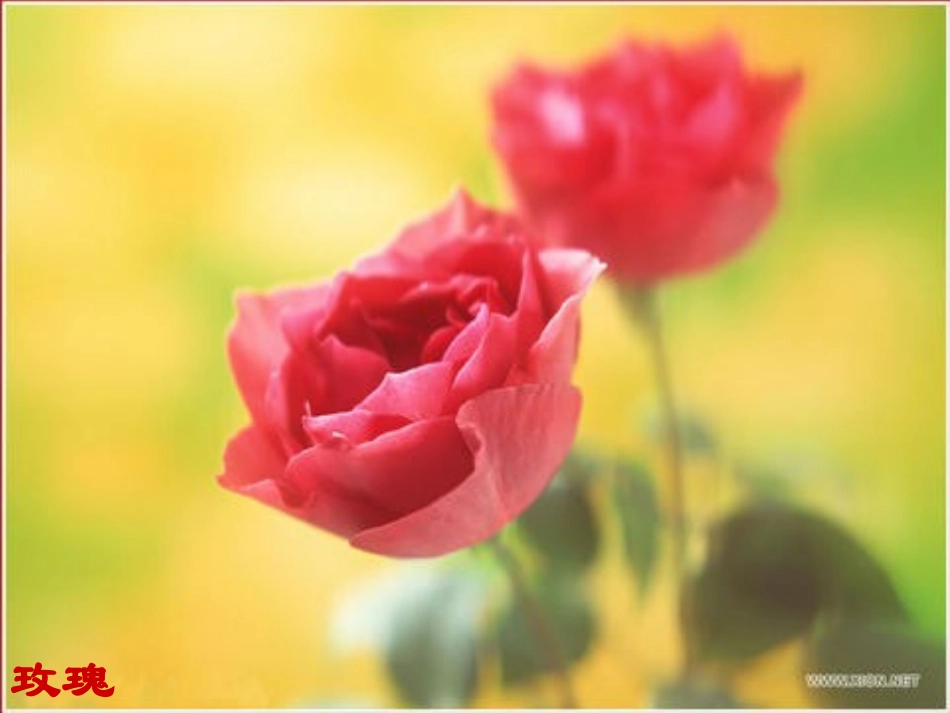 《花钟》参赛课件_第3页