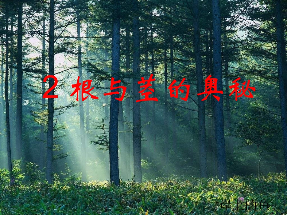 根与茎的奥秘_第1页