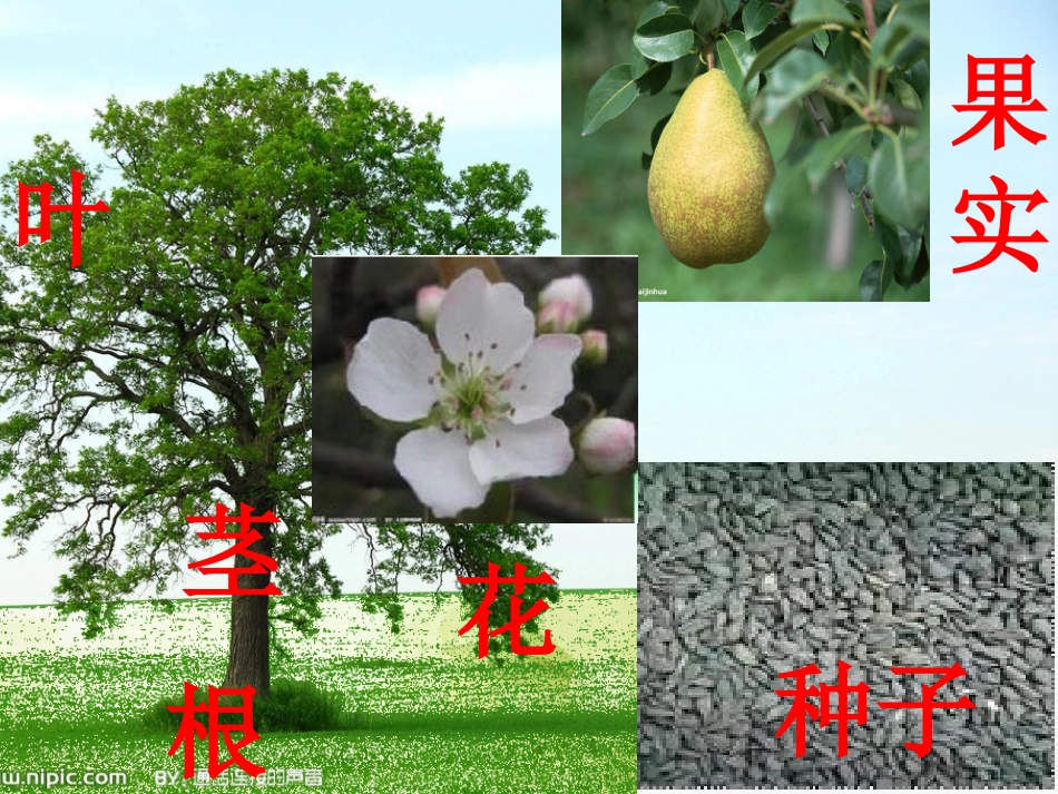 根与茎的奥秘_第3页