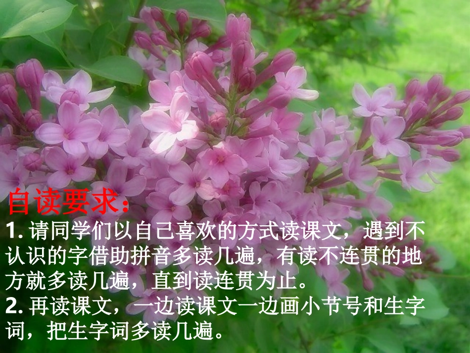 一株紫丁香课件 (3)_第2页