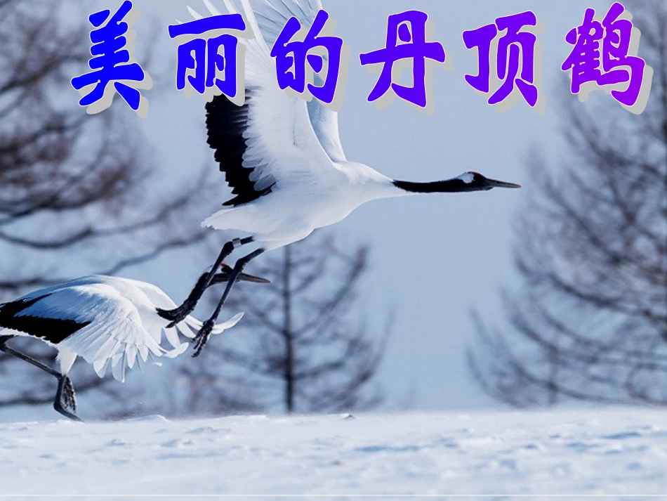 美丽的丹顶鹤_第2页