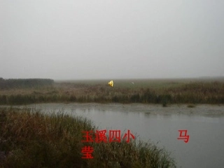 美丽的丹顶鹤