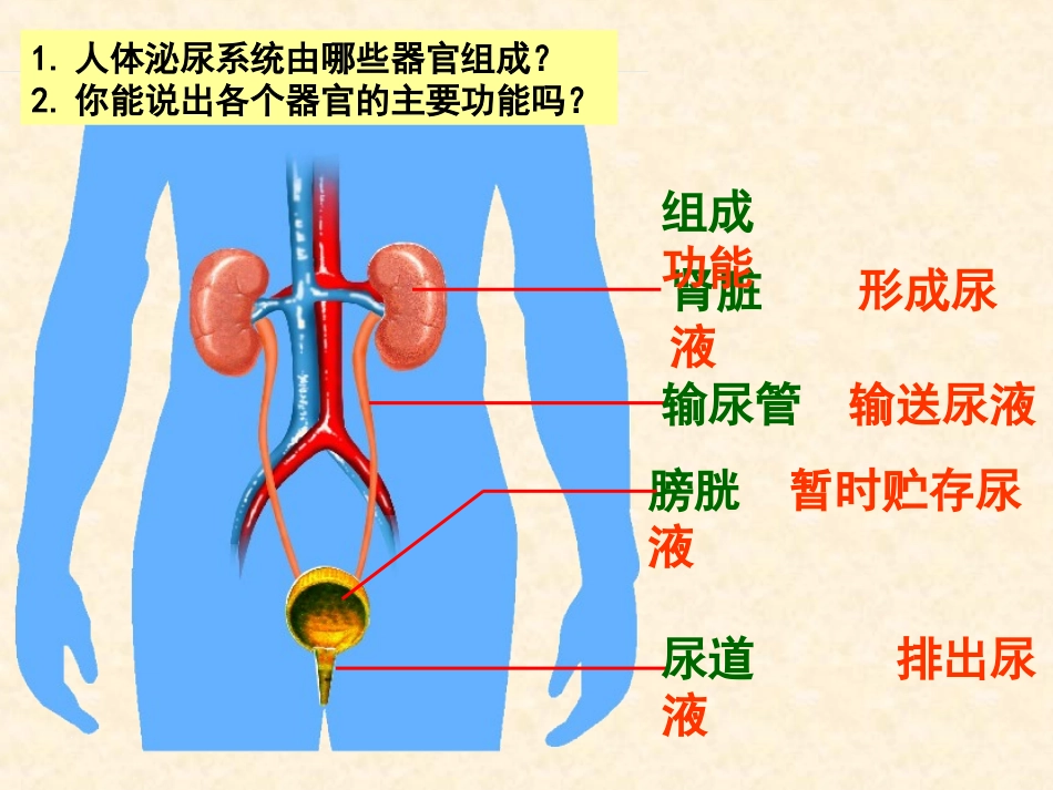 人体泌尿系统的组成及功能课件_第3页