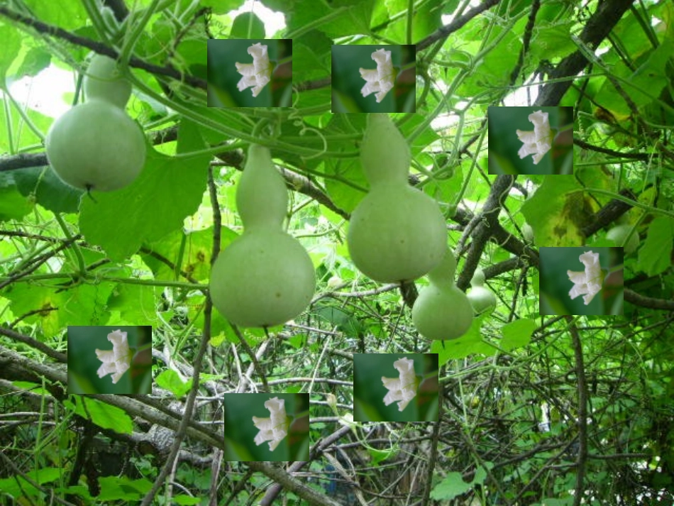 、我要的是葫芦_第2页