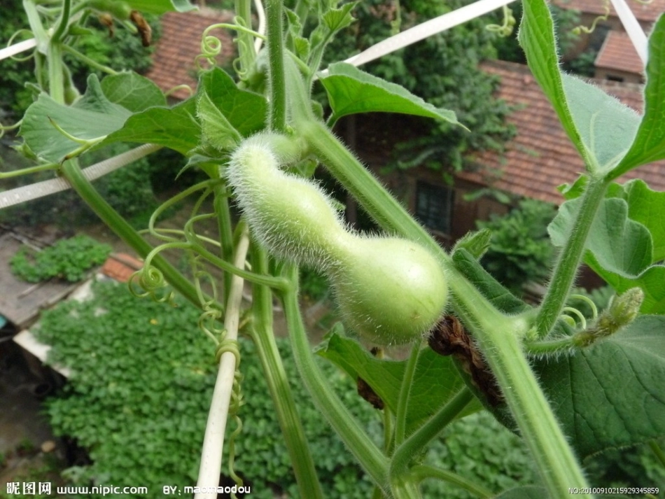 、我要的是葫芦_第3页