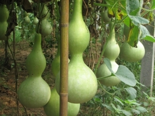 、我要的是葫芦