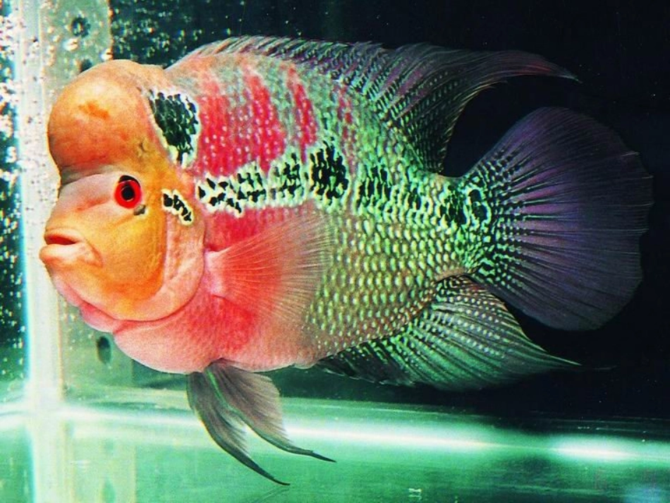 《热带鱼》教学课件_第2页