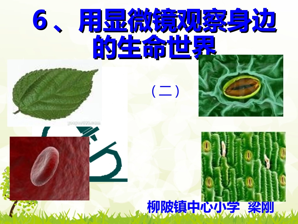 用显微镜观察身边的生命世界二_第1页