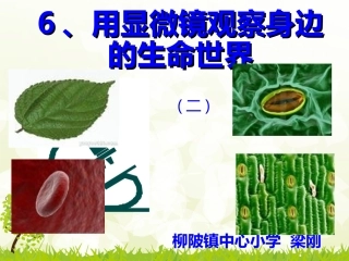 用显微镜观察身边的生命世界二