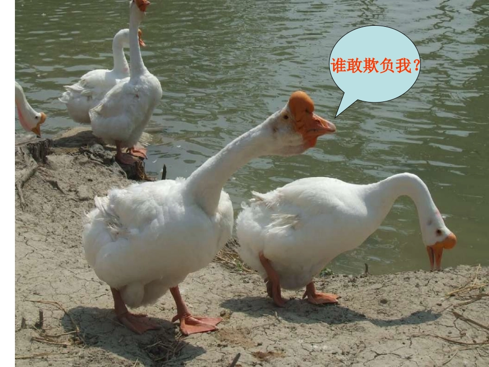 《白鹅》课件_第1页
