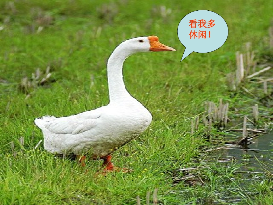 《白鹅》课件_第2页