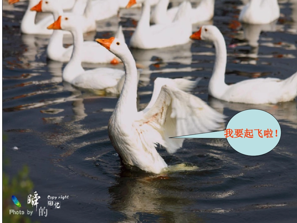 《白鹅》课件_第3页