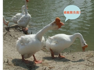 《白鹅》课件