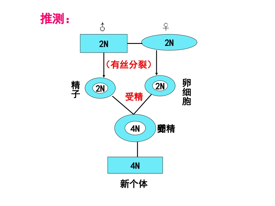 上课。减数分裂与受精作用课件_第2页