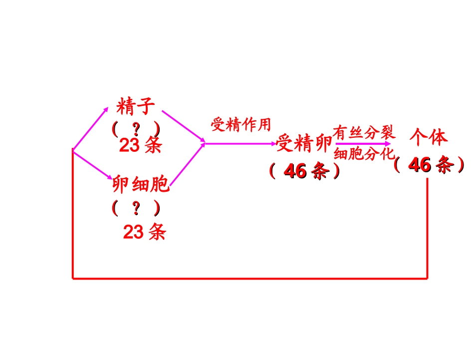 上课。减数分裂与受精作用课件_第3页