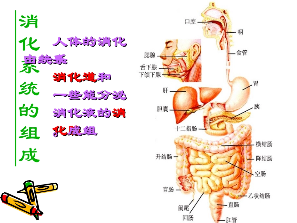 生物：92《人体的消化与吸收》课件2(苏教版七年级下)_第2页
