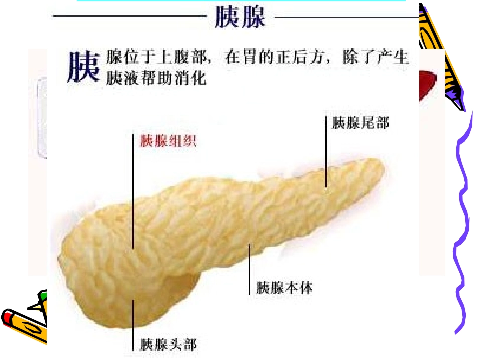 生物：92《人体的消化与吸收》课件2(苏教版七年级下)_第3页