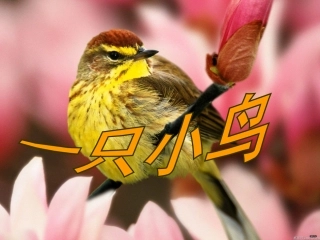 《一只小鸟》课件[1]