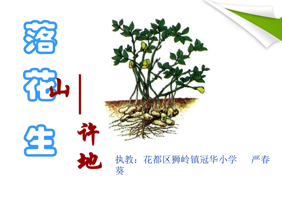 五年级语文上册《落花生》冠华小学严春葵_第1页