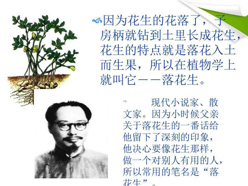 五年级语文上册《落花生》冠华小学严春葵_第3页
