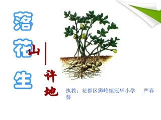 五年级语文上册《落花生》冠华小学严春葵