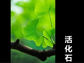 《活化石》课件