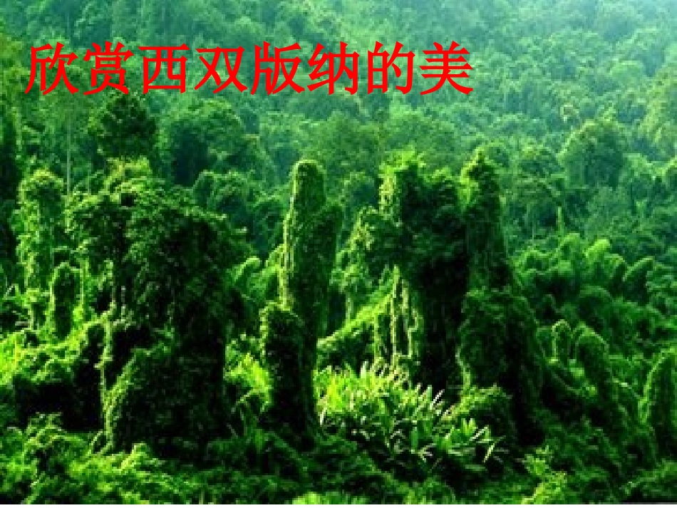 美丽的西双版纳 (2)_第3页