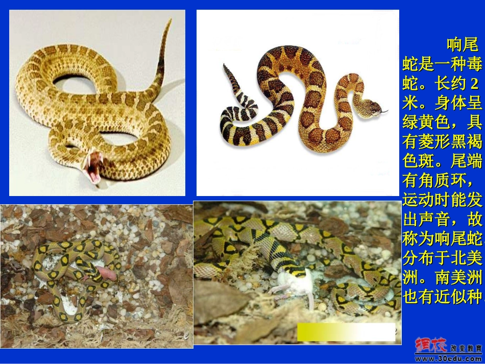 七年级上册第二章探索生命第二节生物学研究的基本方法_第2页