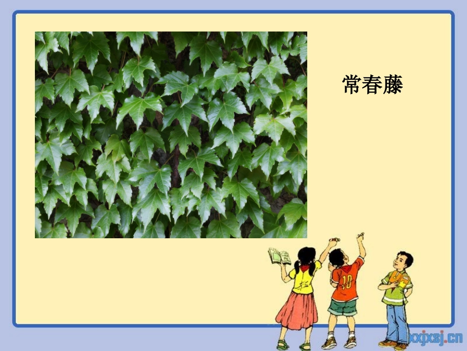 重庆常见园林植物_第2页