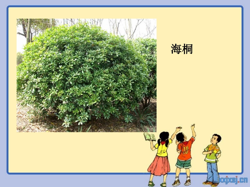 重庆常见园林植物_第3页