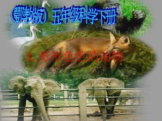 形形色色的动物