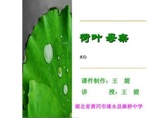 《荷叶__母亲》课件(2)