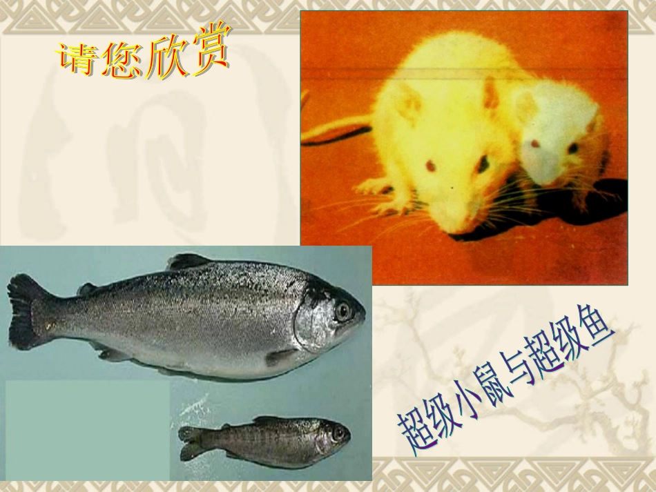 基因工程及其应用_第3页