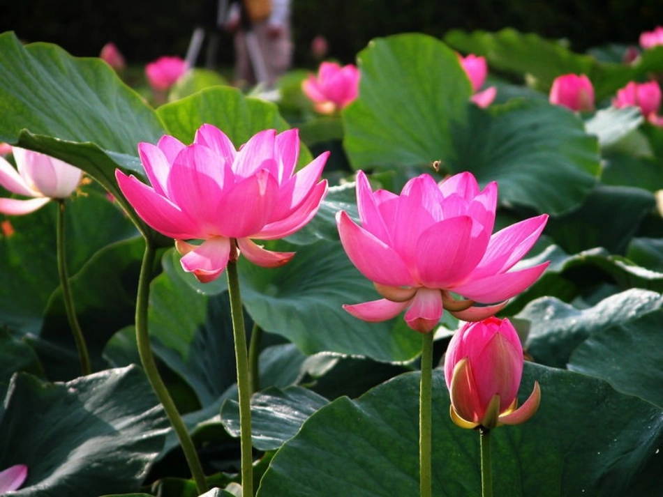 北师大版小学四下《花之咏》课件2011_第3页