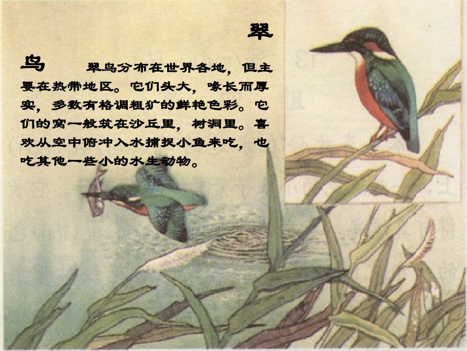 《翠鸟》课件1_第1页