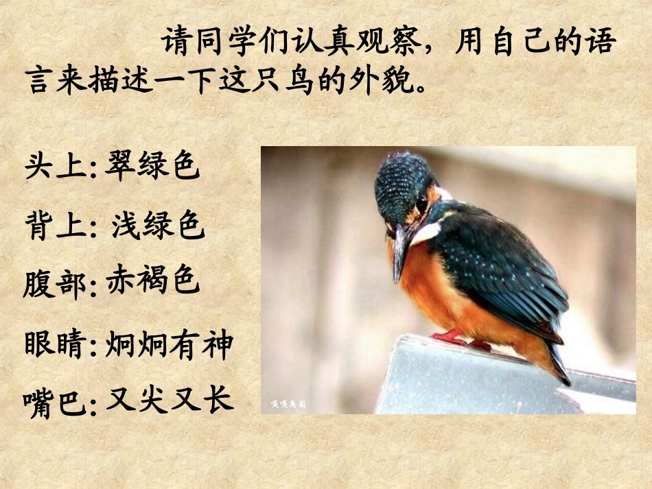 《翠鸟》课件1_第2页
