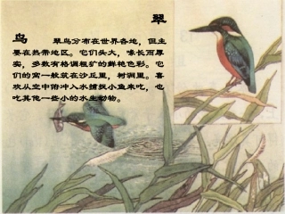 《翠鸟》课件1