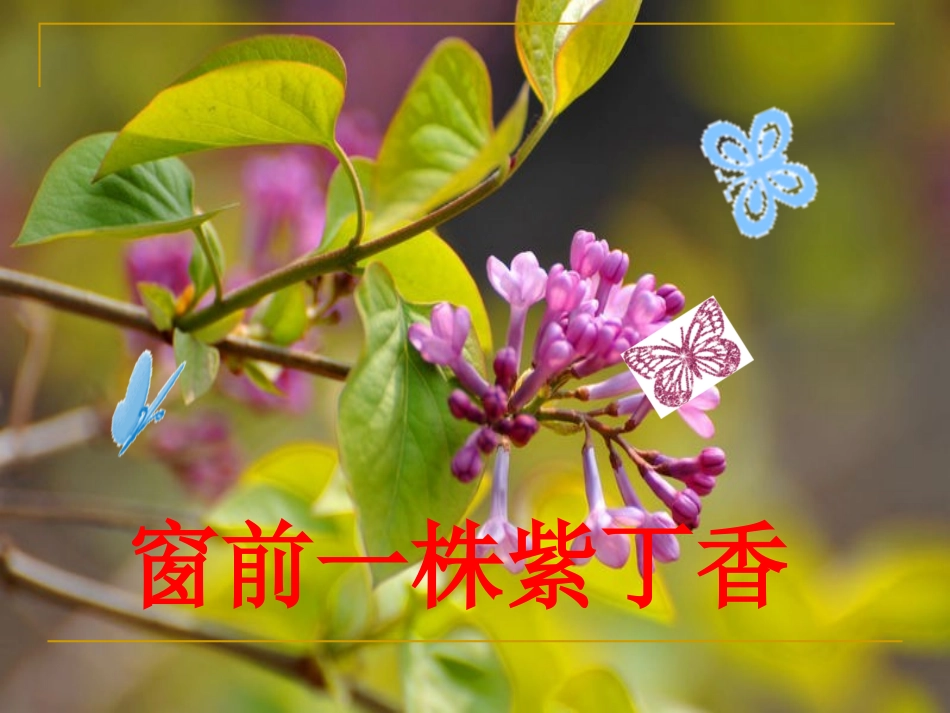 窗前一株紫丁香课件_第1页