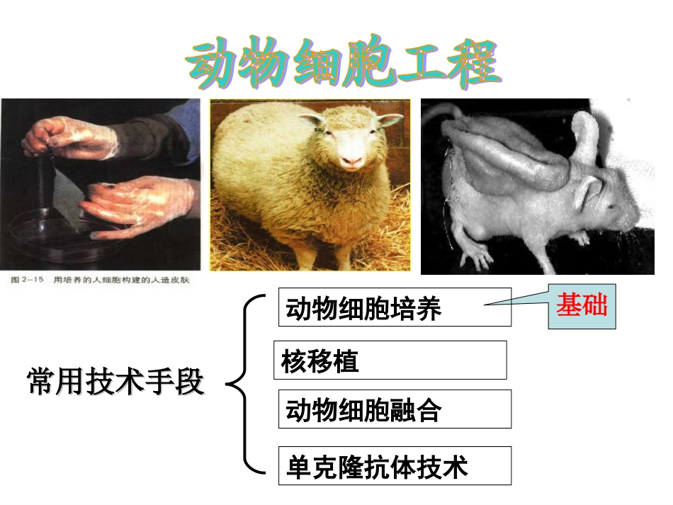 动物细胞培养和核移植技术liu_第2页