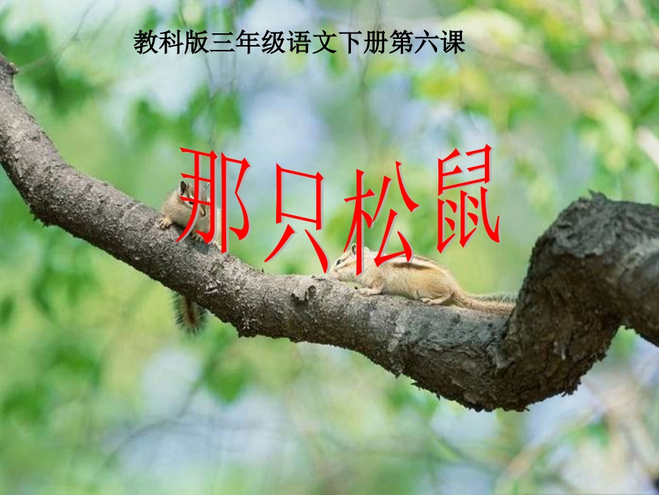 《那只松鼠》_第1页