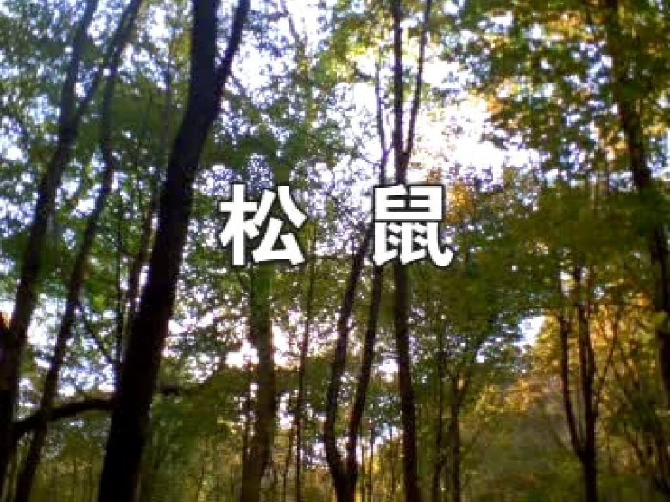 《那只松鼠》_第3页