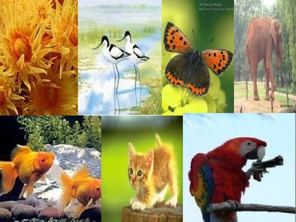 世界因生命而精彩1_第2页